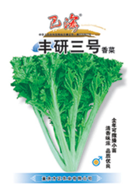 豐研三號(hào)青菜